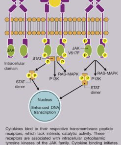 Priza simpla VERA